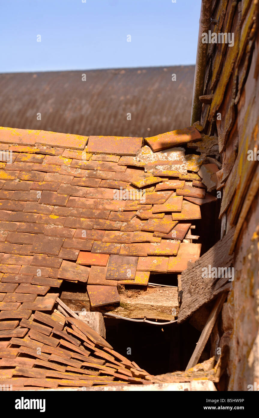 Détail d'un toit de tuiles en argile partiellement effondré d'une grange dans le Herefordshire UK AVEC LE LICHEN ORANGE JAUNE DISTINCTIF XANTHORI Banque D'Images