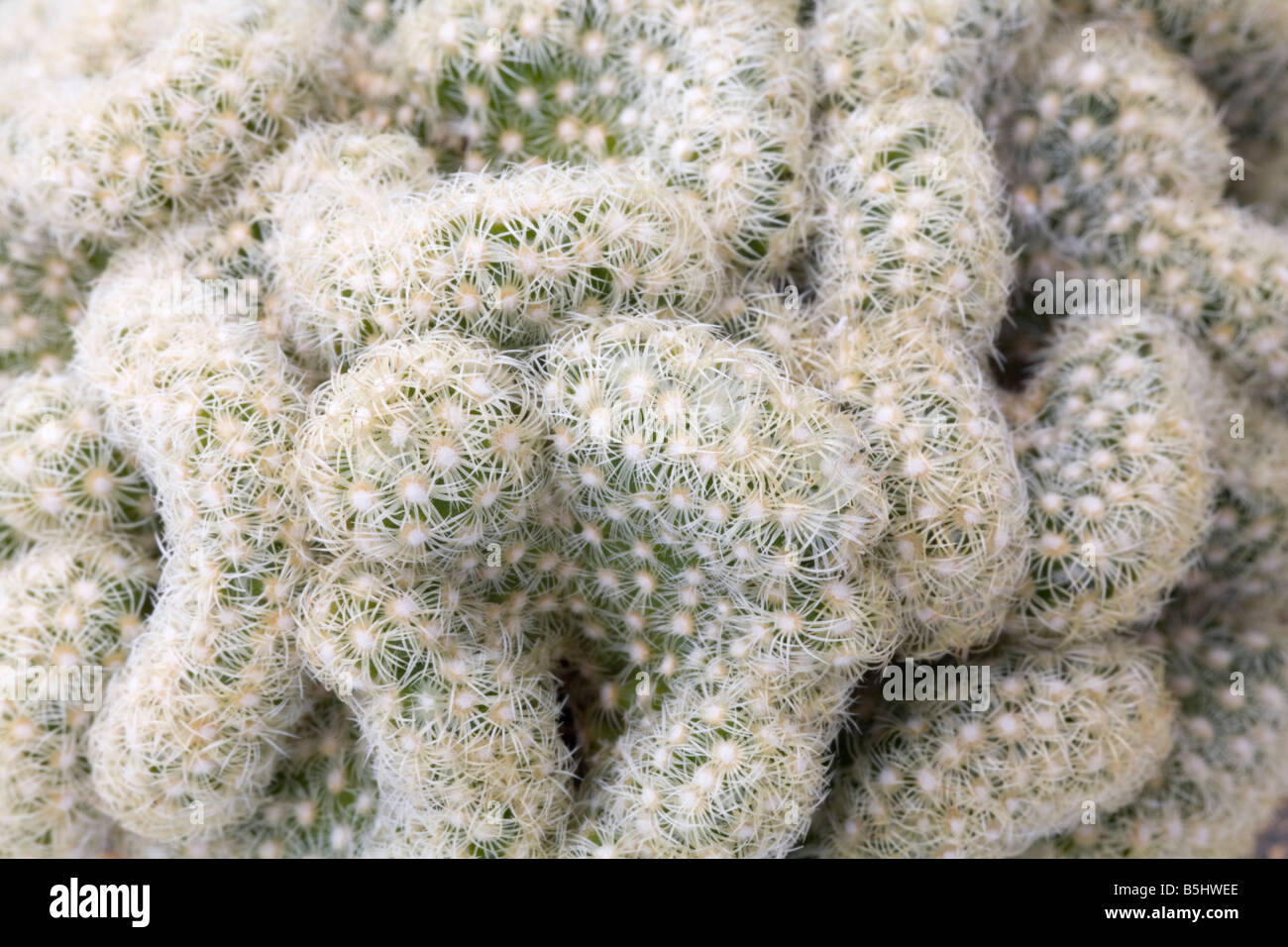 Still Life Studio Close up of cactus Mammillaria elongata Banque D'Images