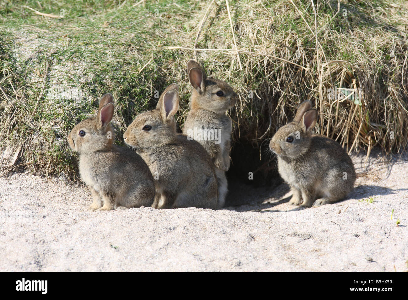 Lapin Oryctolagus cunniculis JEUNES À L'entrée des terriers Banque D'Images