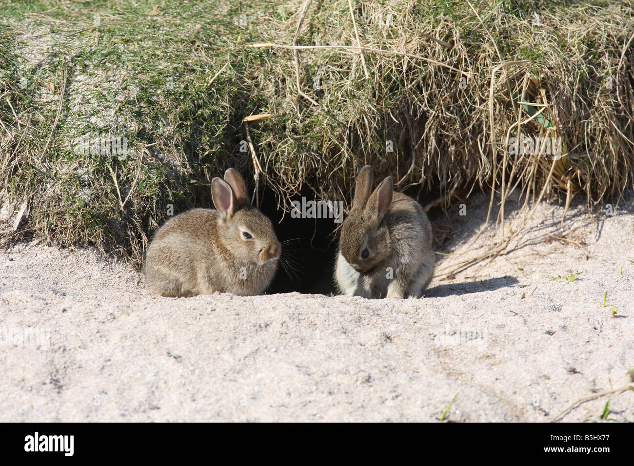 Lapin Oryctolagus cunniculis JEUNES À L'entrée des terriers Banque D'Images
