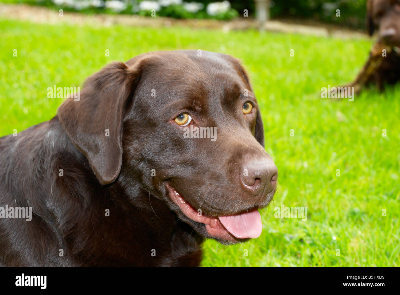 Poil lisse labrador retriever chocolat de mâcher un bâton dans le Parc / Jardin Banque D'Images