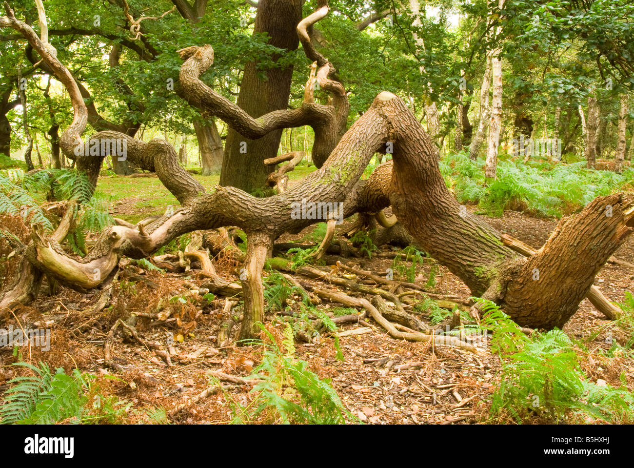 Direction générale de l'arbre tombé dans les bois Banque D'Images