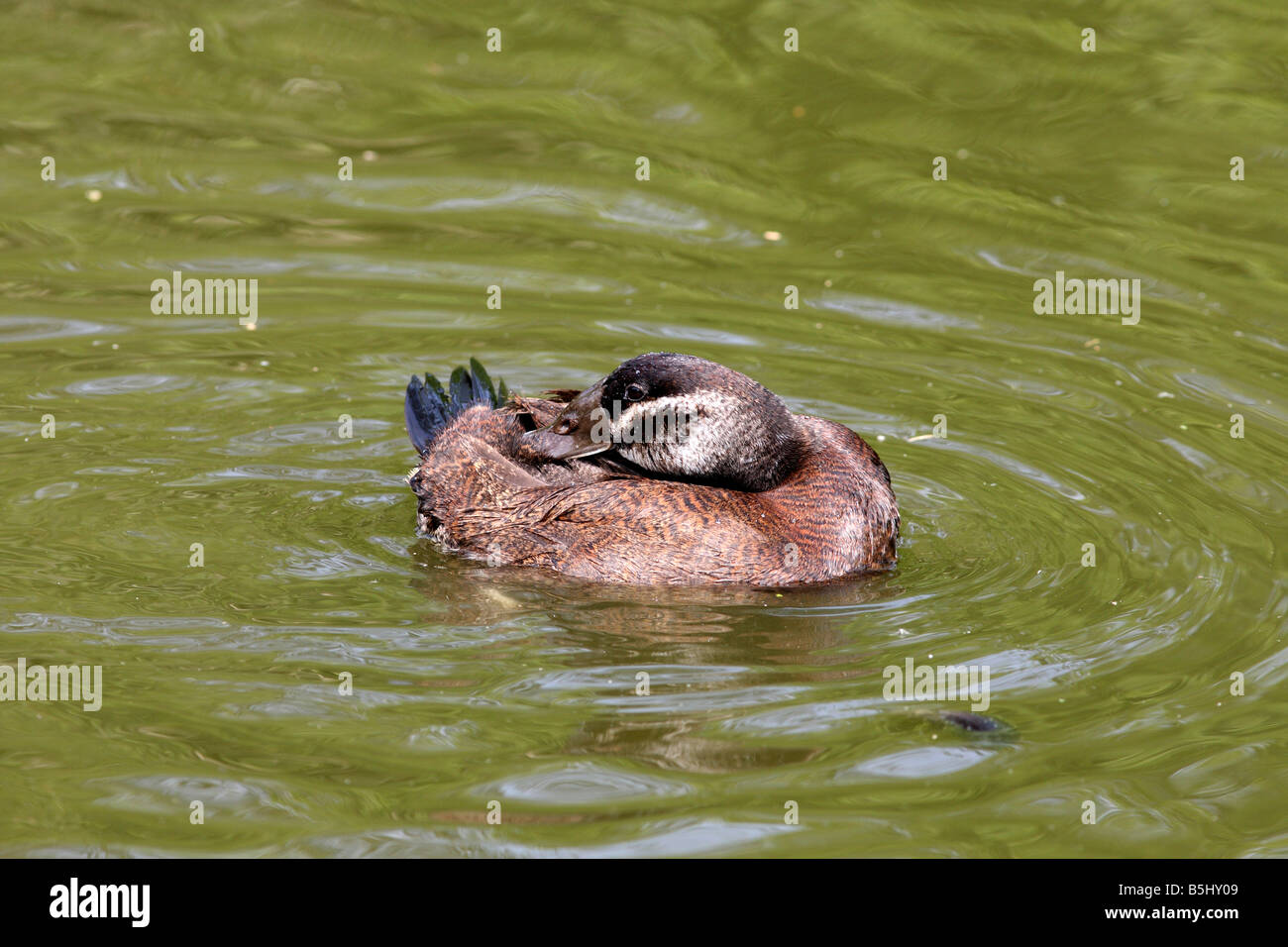 Érismature à tête blanche Oxyura leucocephala LISSAGE CANARD SIDE VIEW Banque D'Images