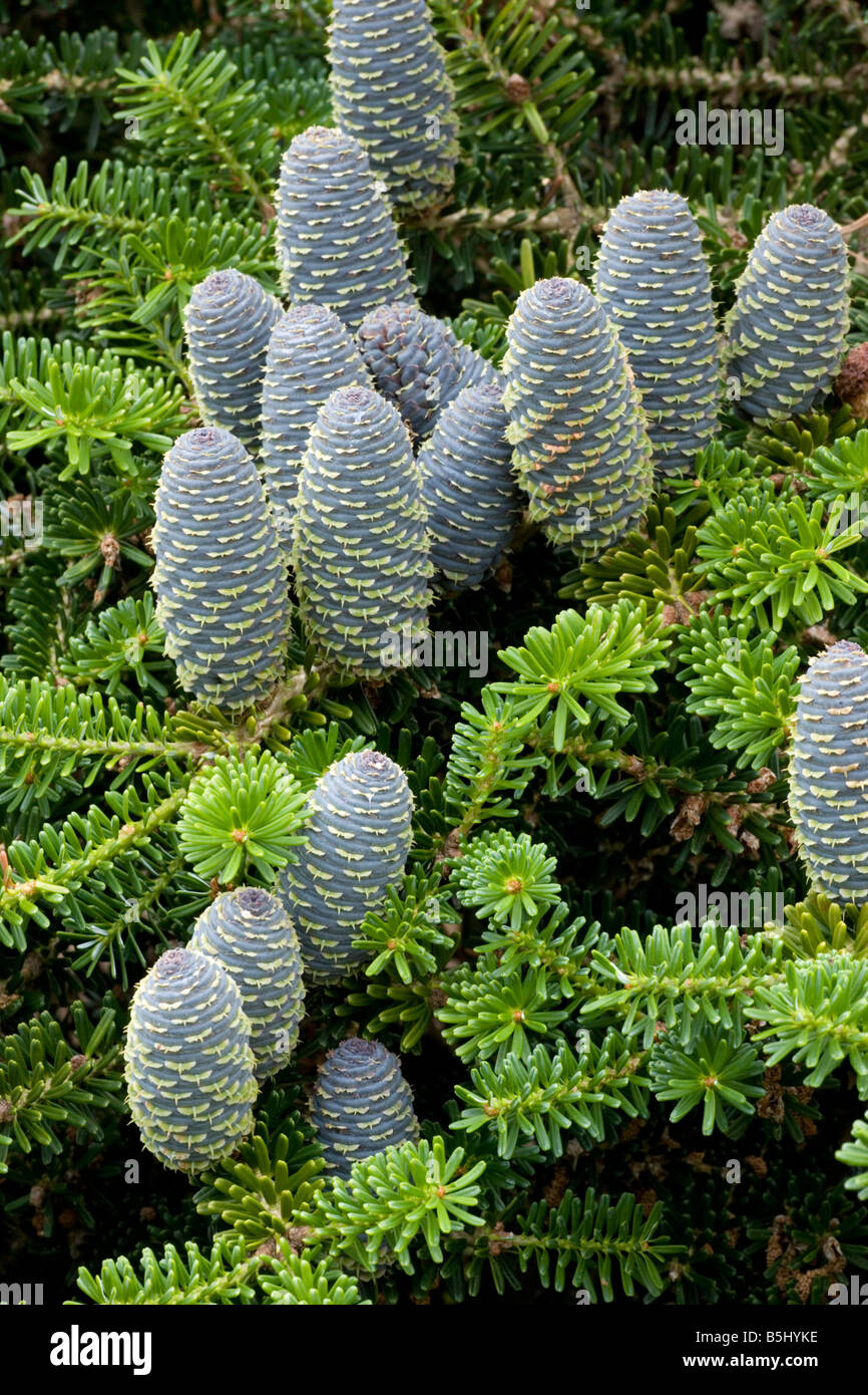 Sapin Abies koreana coréen avec les cônes souvent cultivé comme arbre ornemental une Corée Banque D'Images