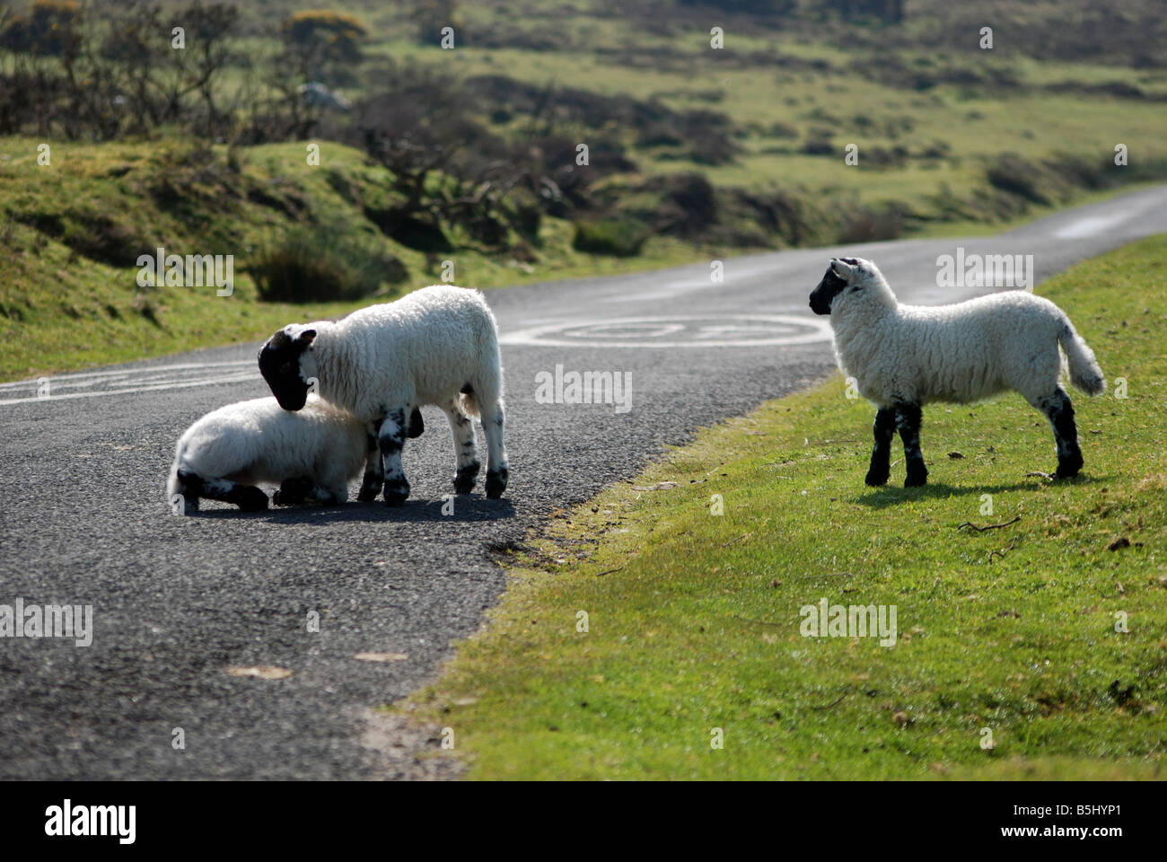Trois agneaux blanc jouant sur une route des Landes Banque D'Images