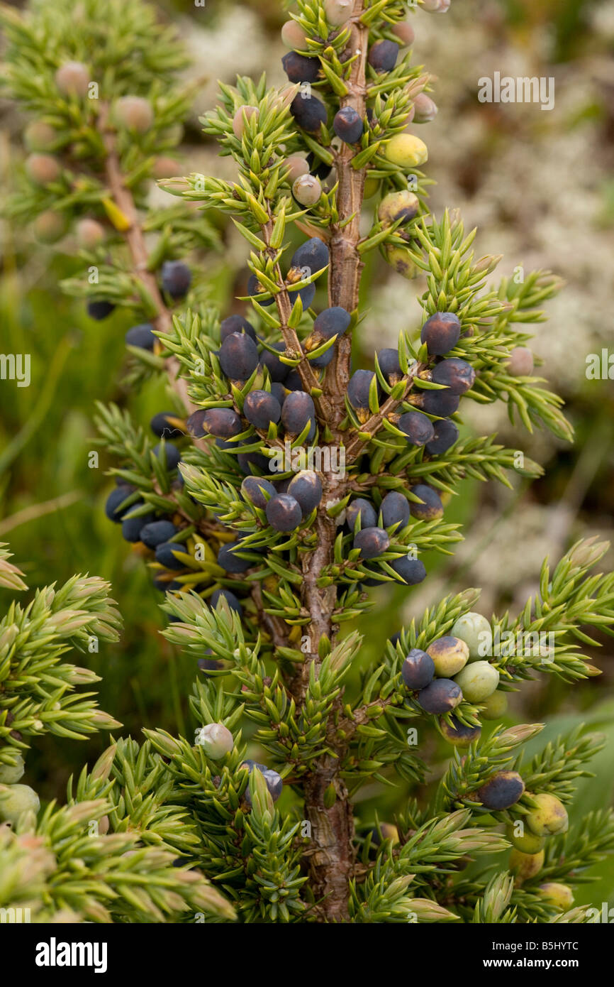 Les baies de genévrier Juniperus communis avec Lake District Banque D'Images