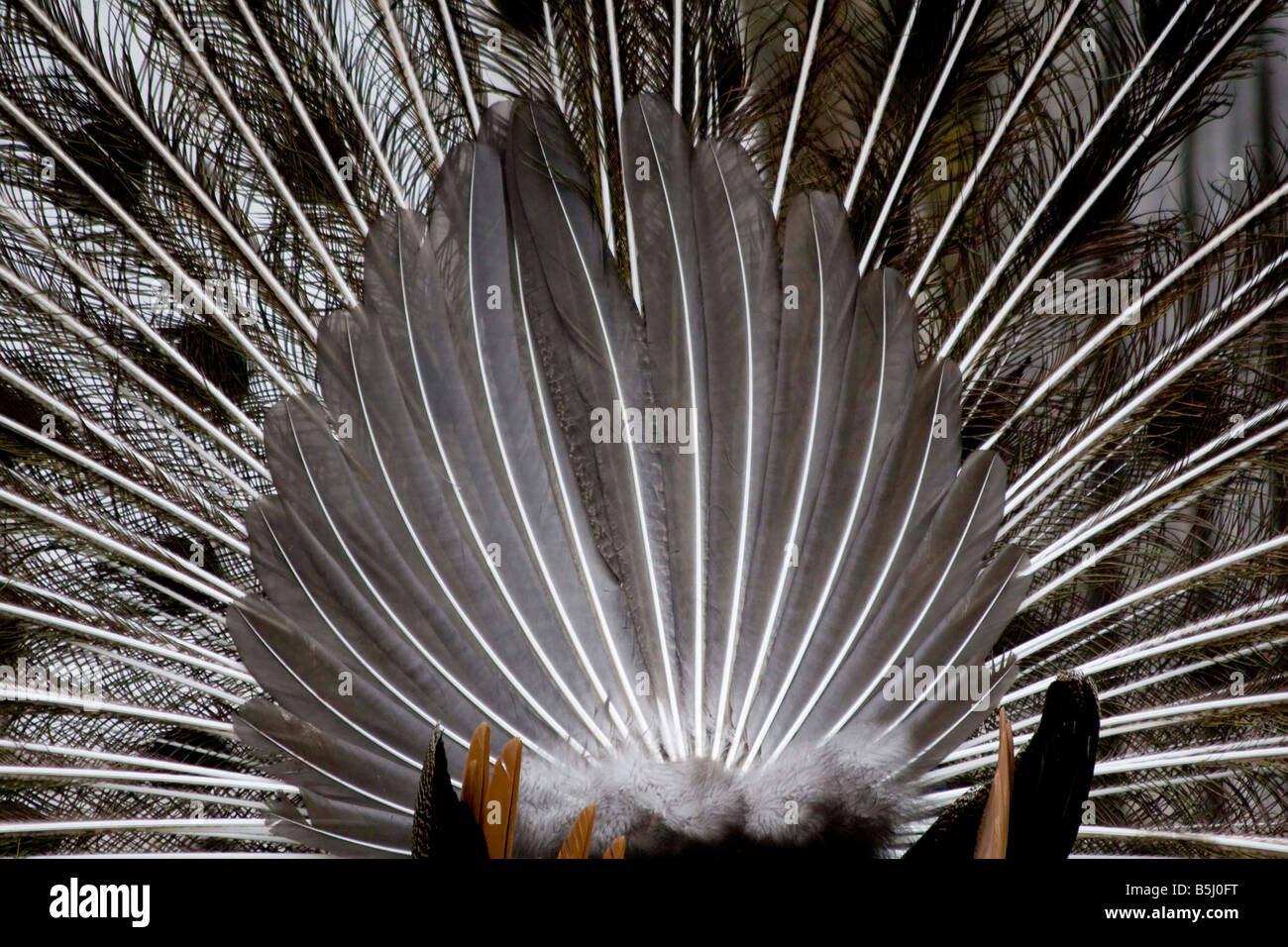 Peacock Pavo cristatus répandre Tail Feathers Banque D'Images