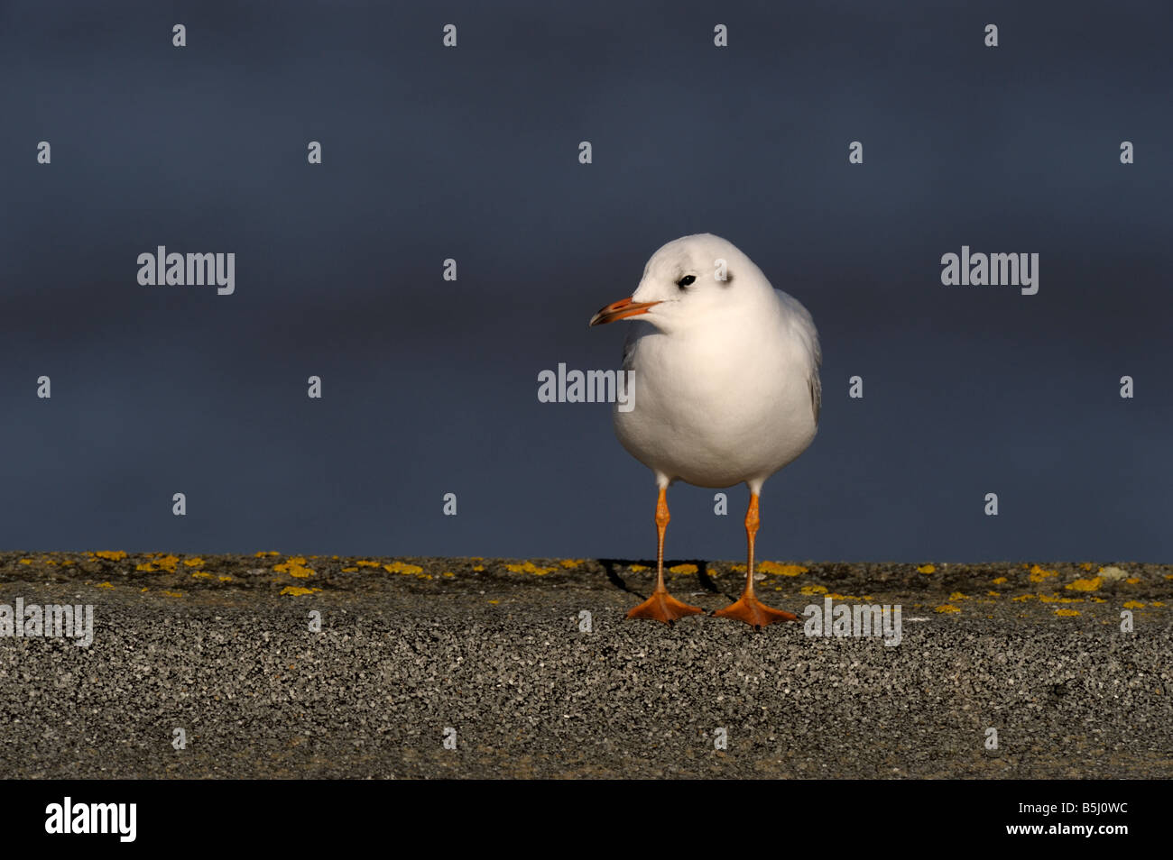 Mouette à tête noire(Laurus ridibundus) Banque D'Images