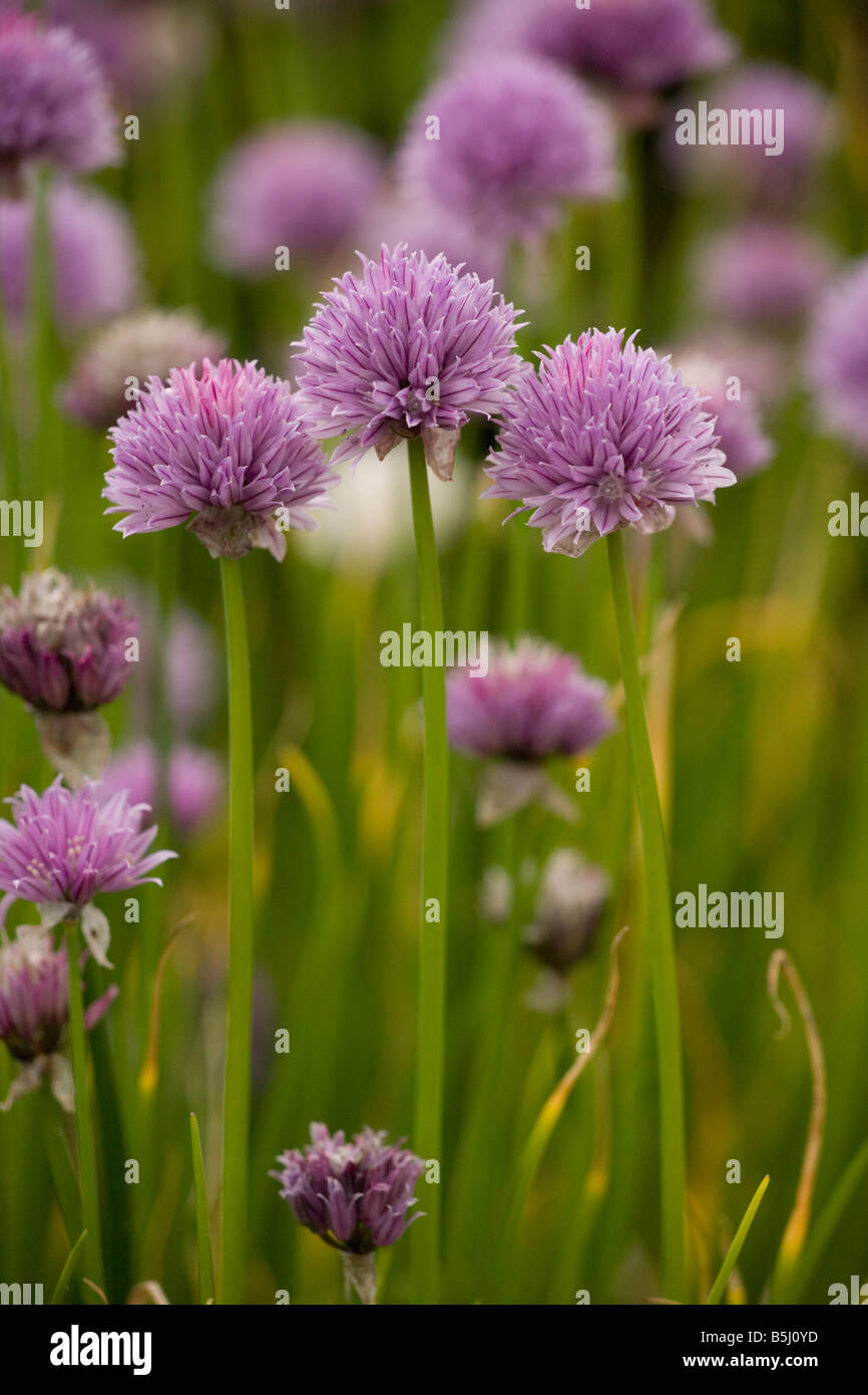 La ciboulette en fleur Allium schoenoprasum Wild en Suède également cultivées dans des jardins Banque D'Images