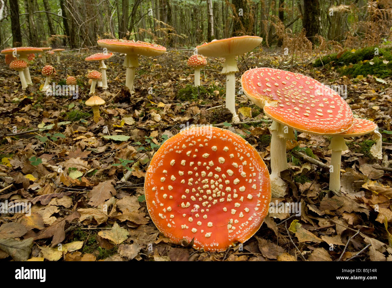 Agaric Fly utilisé comme un hallucinogène et comme une mouche killer Langley Wilts Bois Banque D'Images