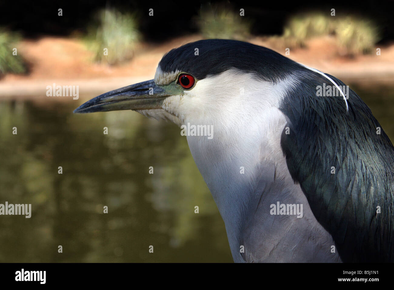 USA Ce Black Crown Night Heron a été capturé par l'étang Banque D'Images