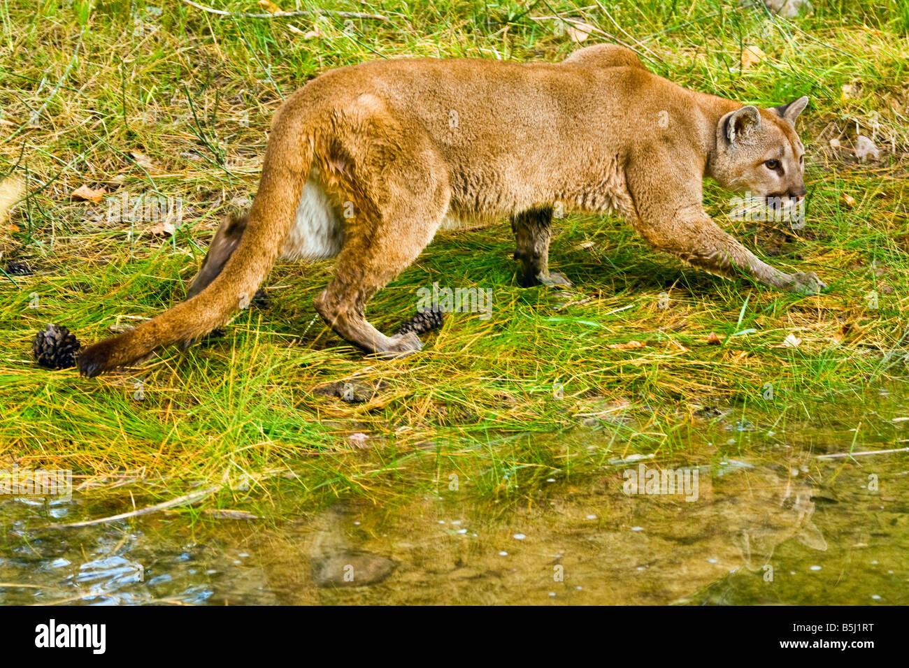 Les tiges de Mountain lion à bord de l'eau - des conditions contrôlées Banque D'Images