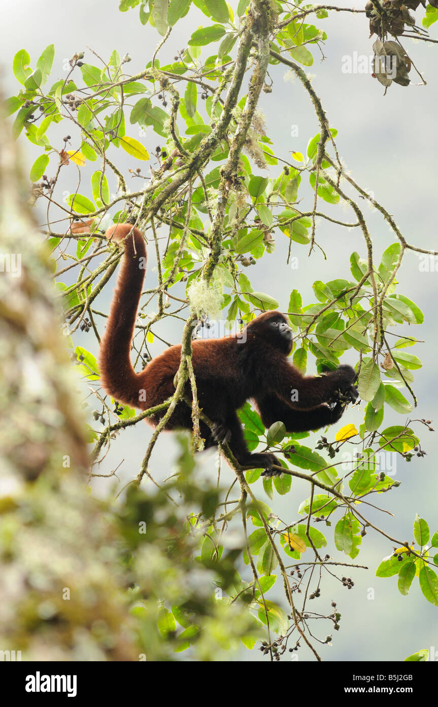 Singe Queue Singe laineux à queue jaune Oreonax flavicauda Alto Amazonas Pérou ...