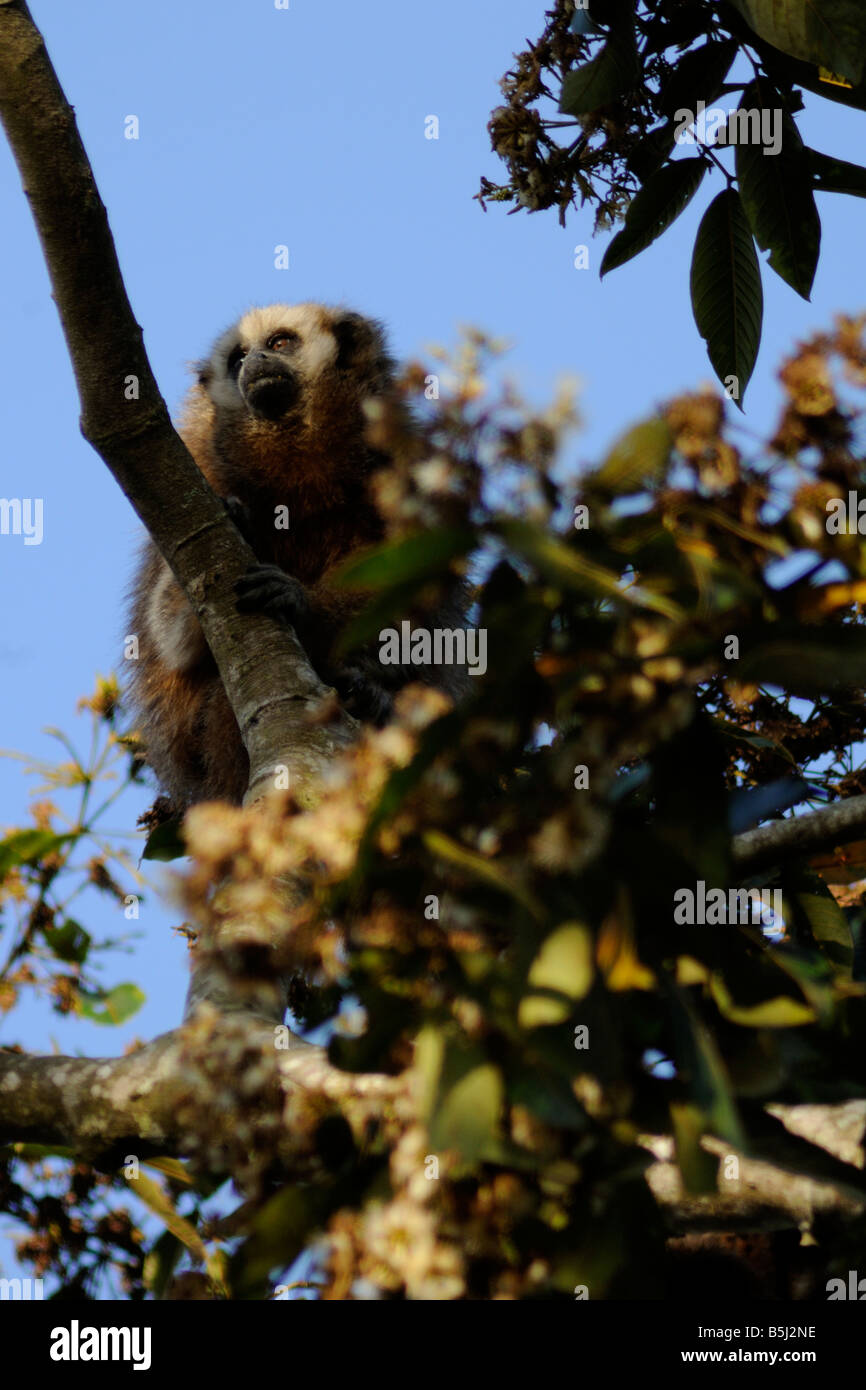 Singe Titi andine Callicebus oenanthe WILD Alto Mayo, Pérou (Plecturocebus récemment oenanthe) Banque D'Images