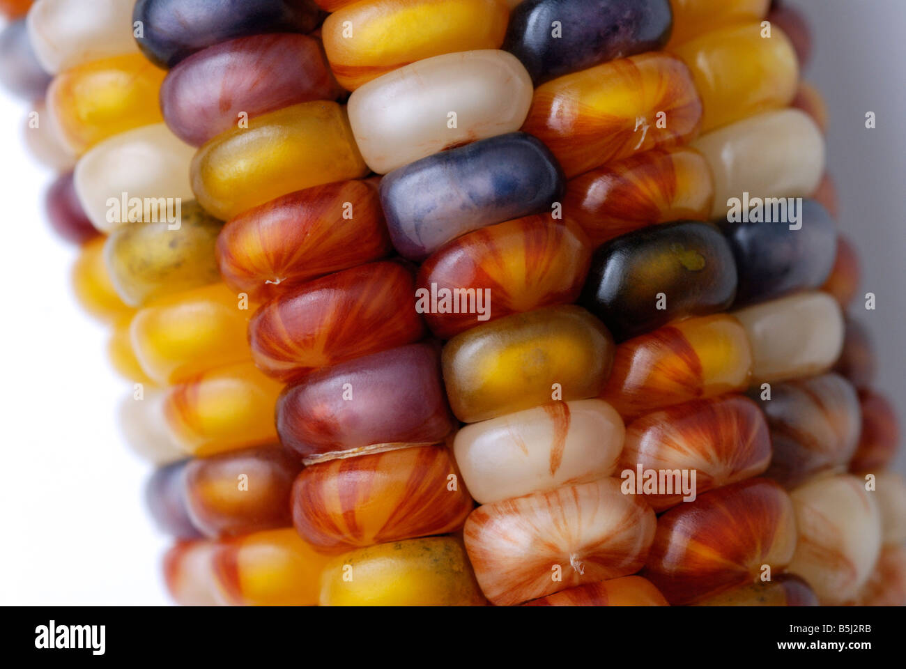 Coloré le maïs, maïs, close-up Banque D'Images