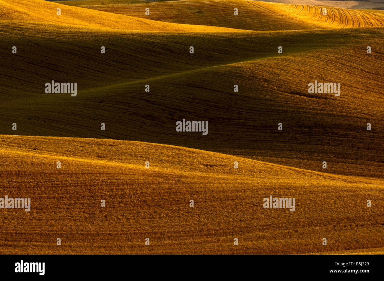 Collines de blé mûr prêt à être récolté en fin d'après-midi dans la région de Washington Palouse Banque D'Images