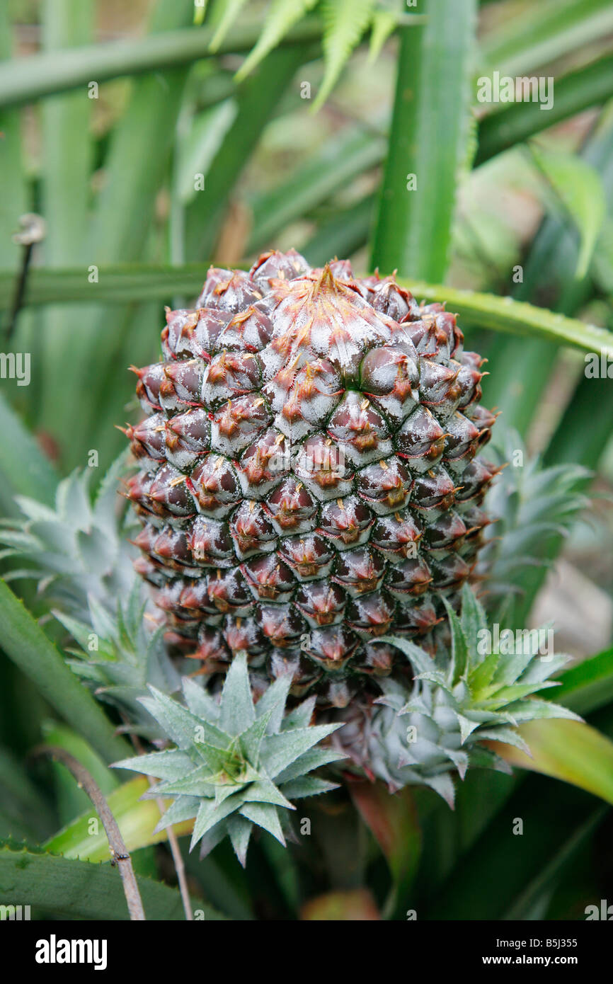 L'envers de la Colombie l'ananas Banque D'Images