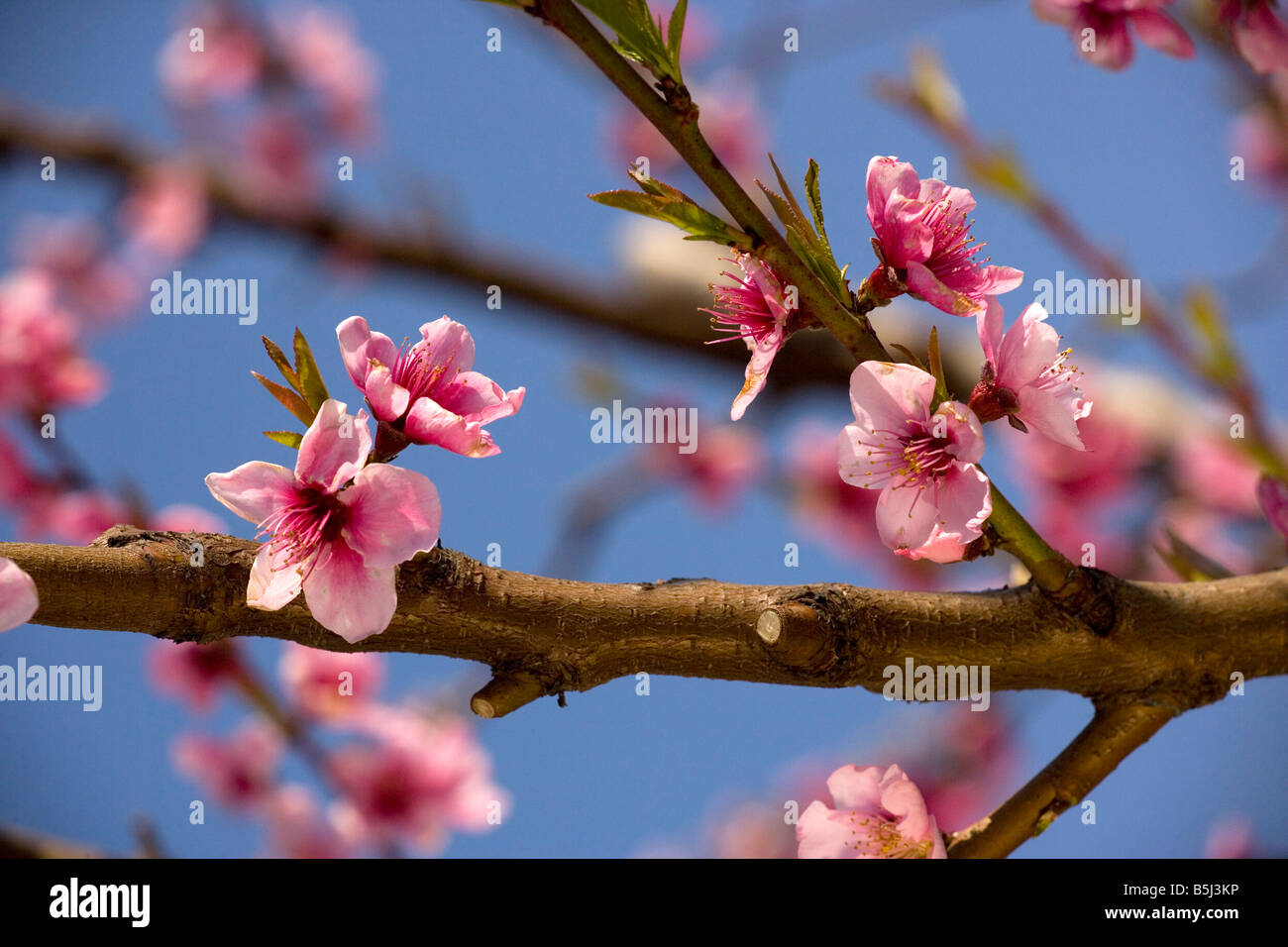 De Peach Blossom Prunus persica au printemps Banque D'Images