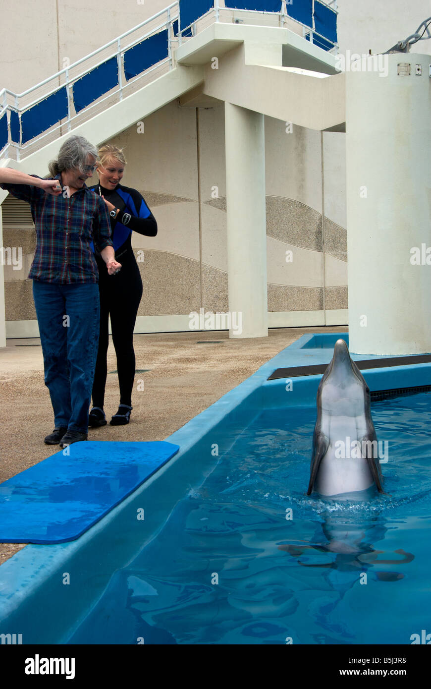 Bouteille atlantique dauphin nez montrant la puissance de sa nageoire caudale en soulevant lui-même assez haut pour propulser lui-même la moitié hors de l'eau Banque D'Images