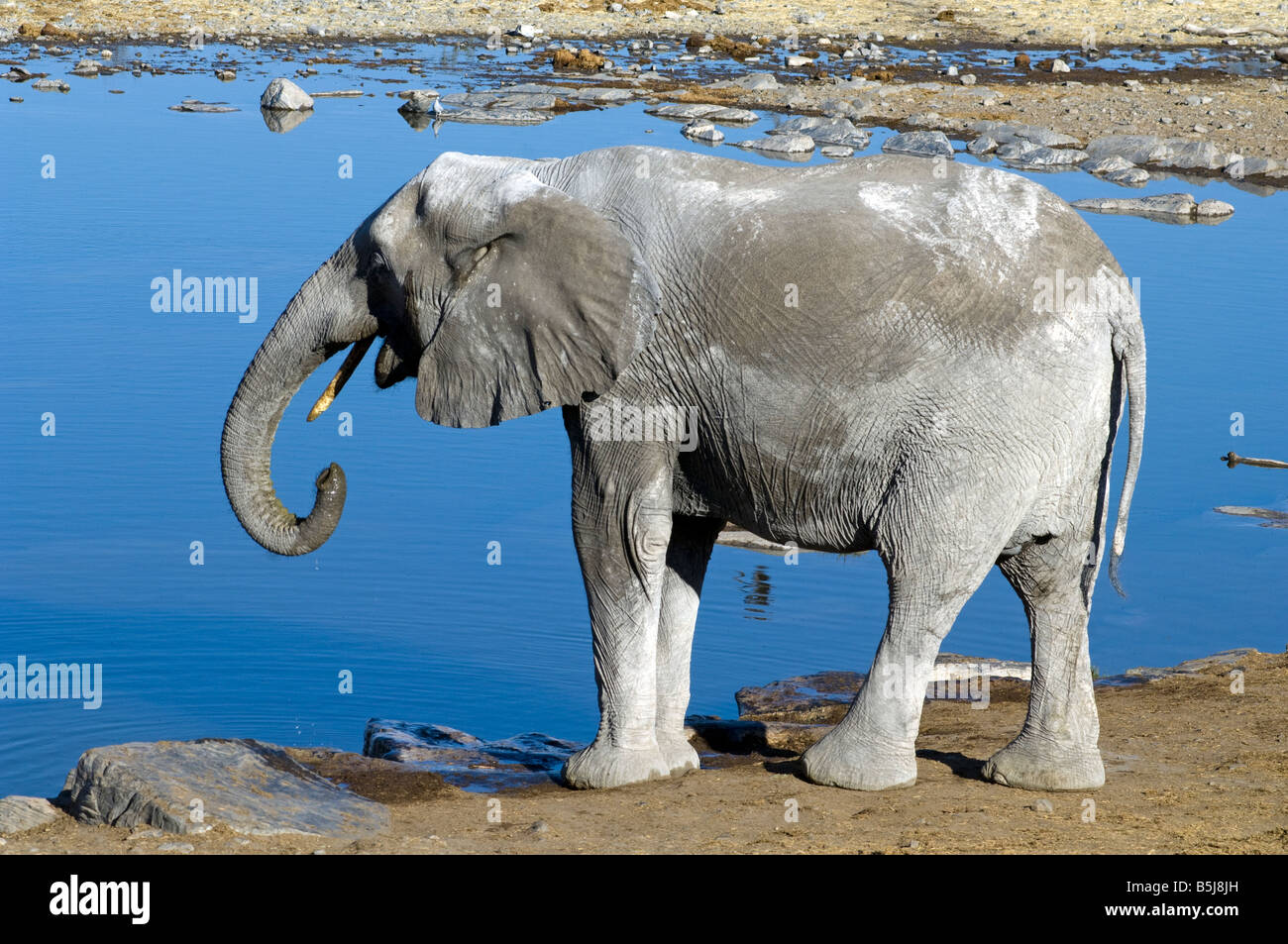 African elephant Loxodonta africana boire au point d'Halali Namibie Etosha National Park Banque D'Images