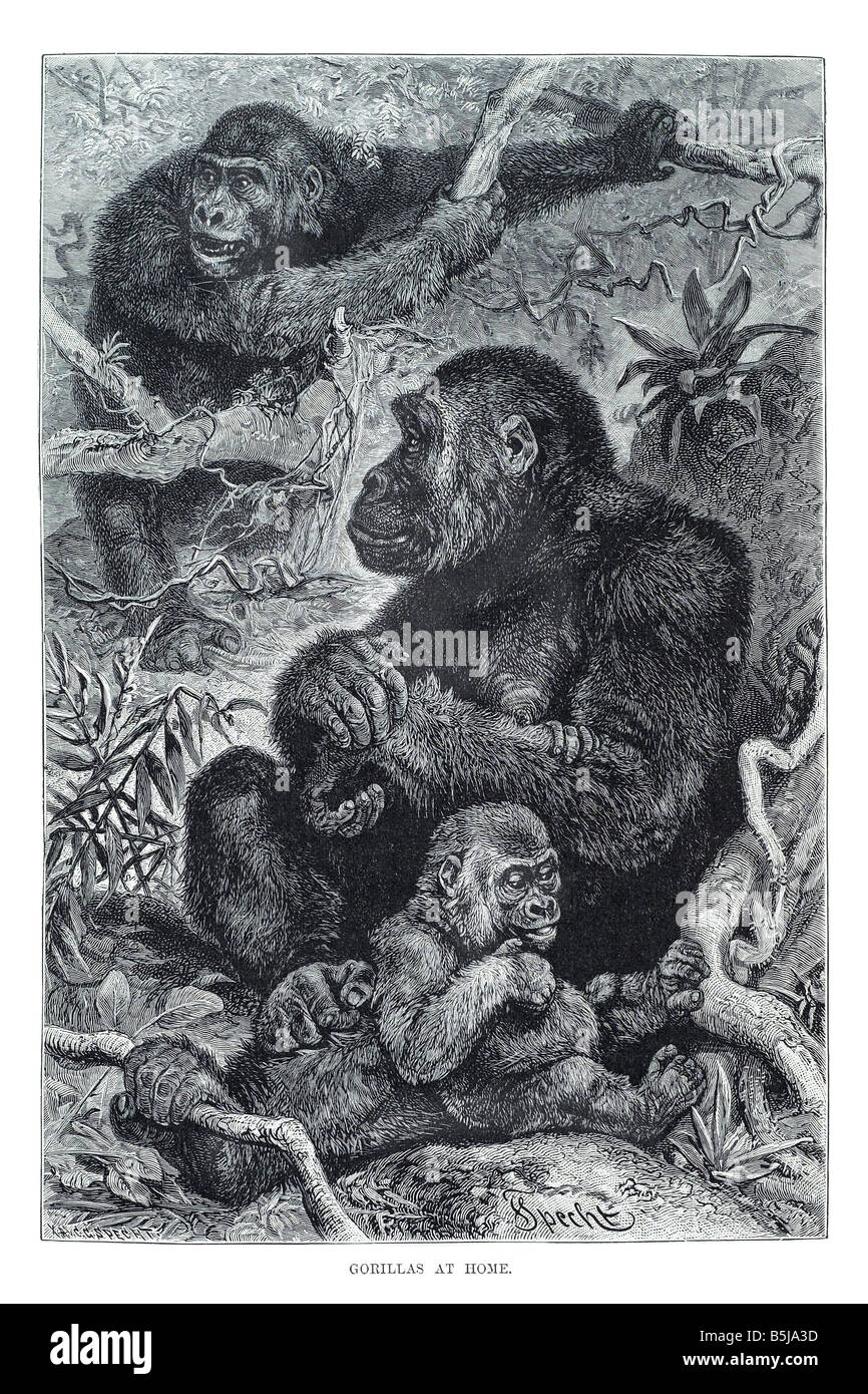 Gorilla Gorillini Homininae primates hominidés Banque D'Images