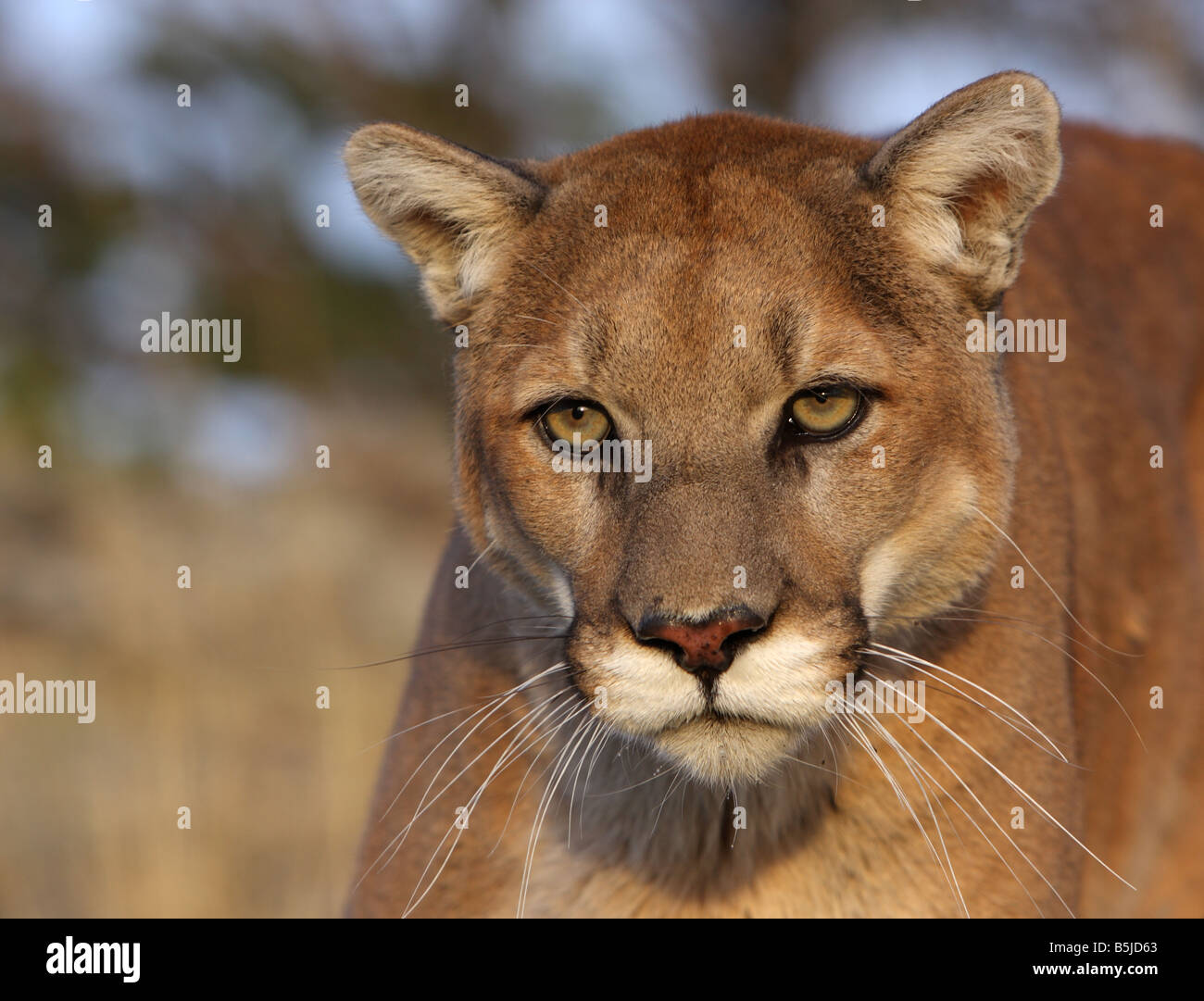 Mountain lion, Puma, Cougar Banque D'Images