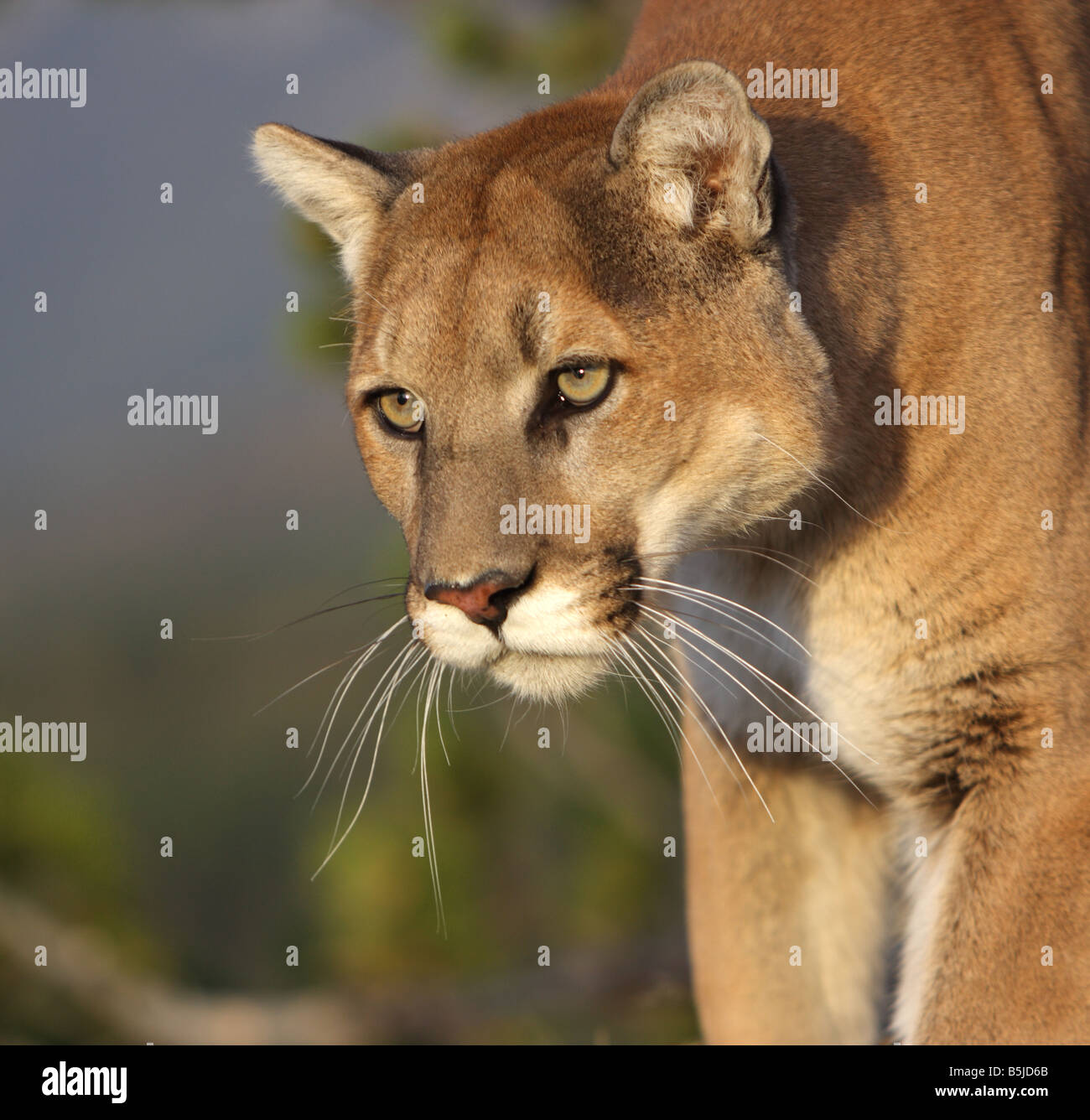 Mountain lion, Puma, Cougar Banque D'Images