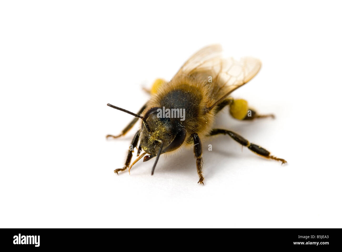 Travailleur d'abeilles Apis mellifera Banque D'Images