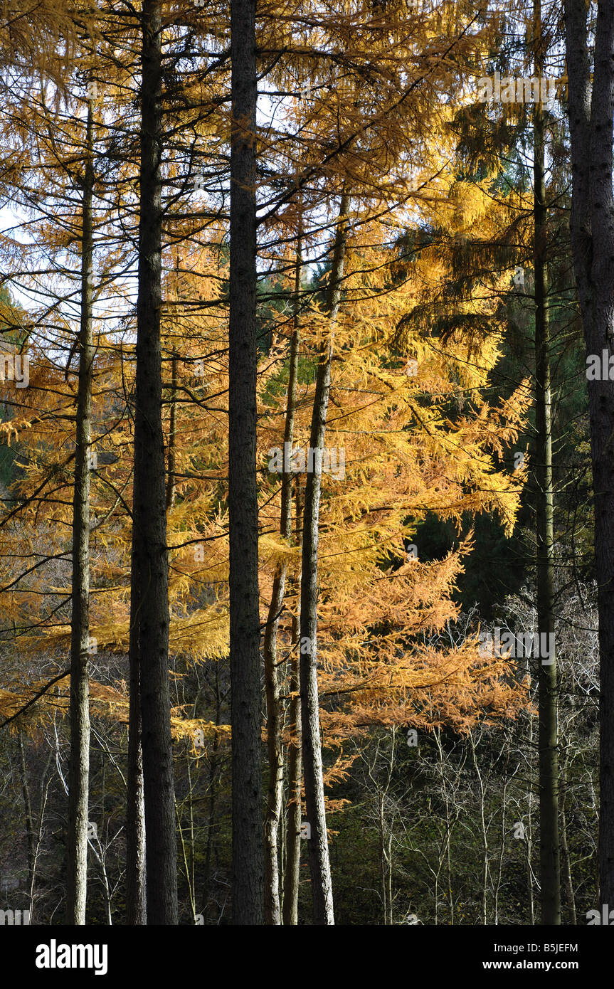 Mélèze arbres en automne, Parkend, forêt de Dean, Gloucestershire, England, UK Banque D'Images