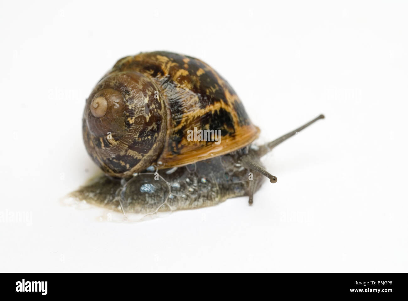 Escargot Helix aspersa Banque D'Images