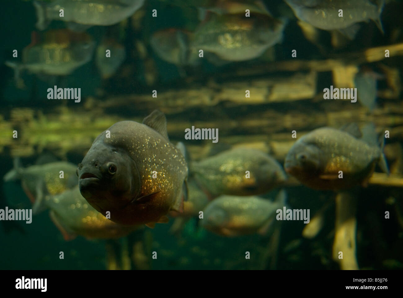 RED-BELLIED PIRANHA Serrasalmus nattereri shoal Rooseveltiella ou nattereri Pygocentrus nattereri plus récemment Amazon Banque D'Images