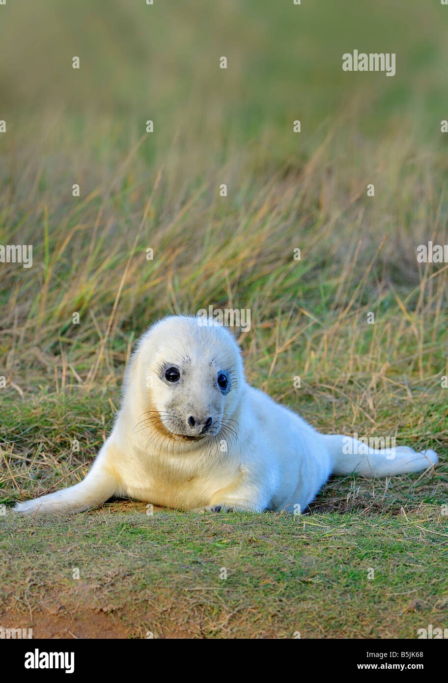 Bébé phoque gris Banque D'Images