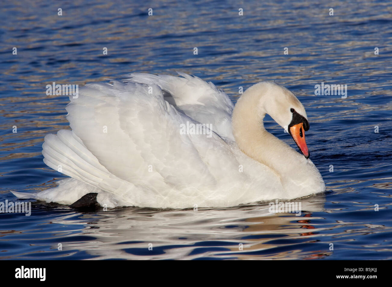 Cygne sur le flottant d'eau bleu Banque D'Images