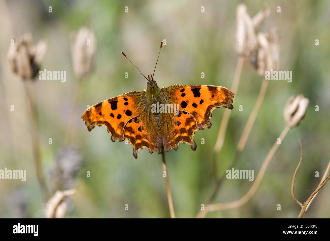 Comma Butterfly in jardin, Harpenden, Hertfordshire, England, UK Banque D'Images