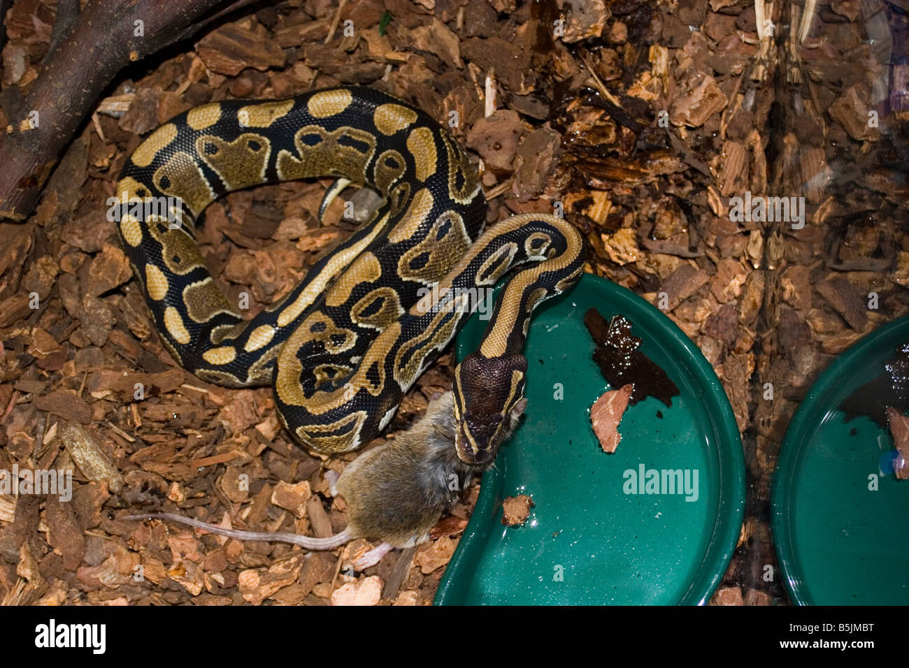 Ball python avaler une souris ou un rat Banque D'Images