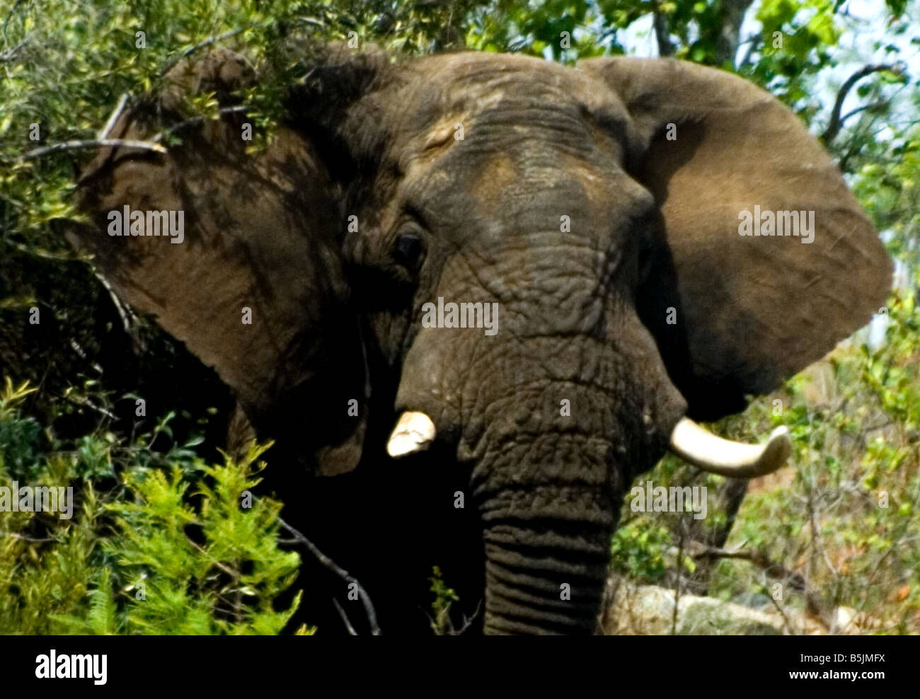 Head Shot frontale de l'Eléphant d'Afrique sauvage Banque D'Images