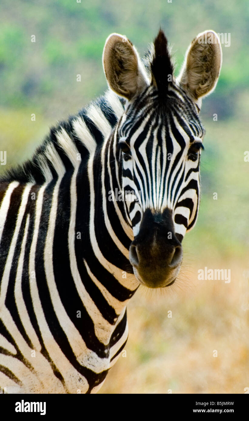 Profil de tête de zèbre sauvage close-up - South African Game Reserve Banque D'Images