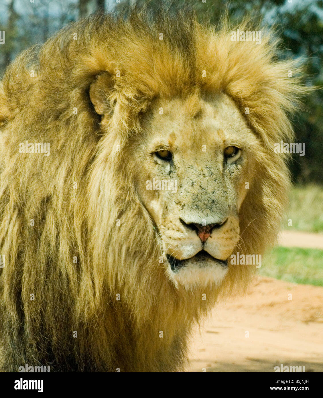 Tête de lion mâle avec pleine Mane Banque D'Images