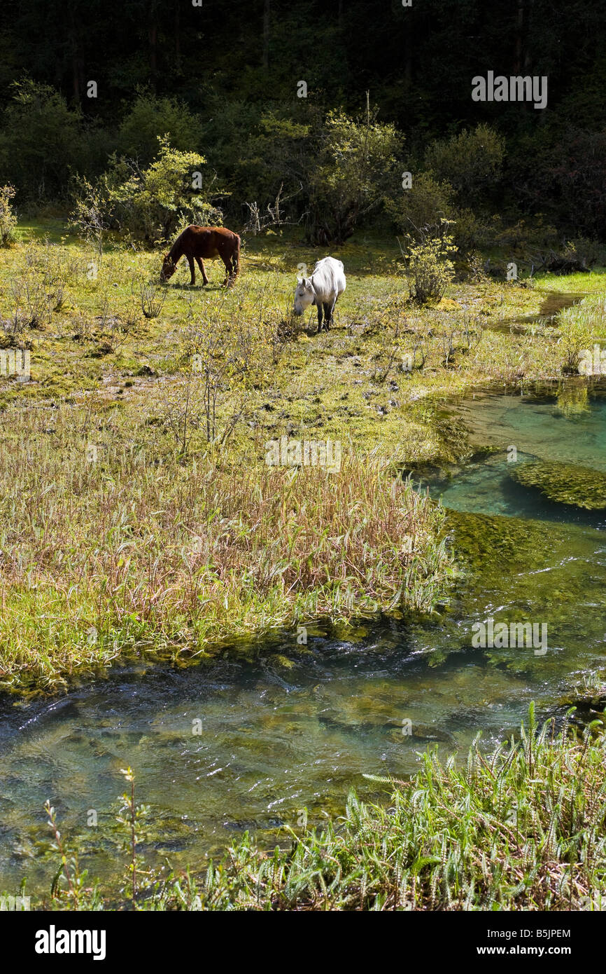 Châtaigniers et de chevaux blancs qui paissent dans la prairie de la rivière dans la vallée de Mounigou près de Songpan dans la province du Sichuan Chine JMH3476 Banque D'Images