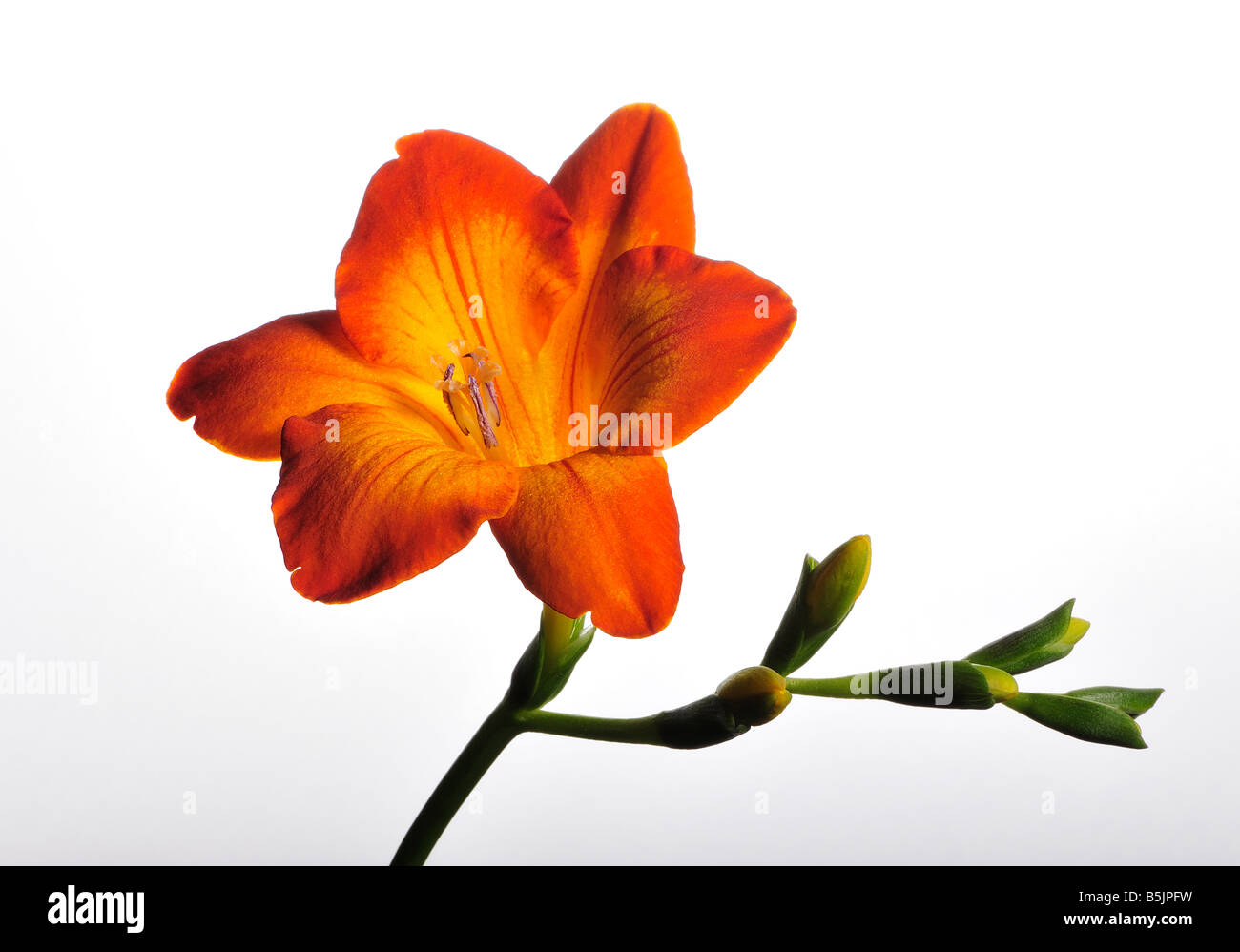 Un seul rouge / orange / jaune Alstroemeria fleur avec les bourgeons sur un fond gris à blanc gradué Banque D'Images