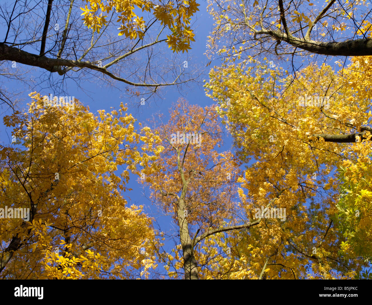 Caryer cordiforme (Carya cordiformis) Banque D'Images