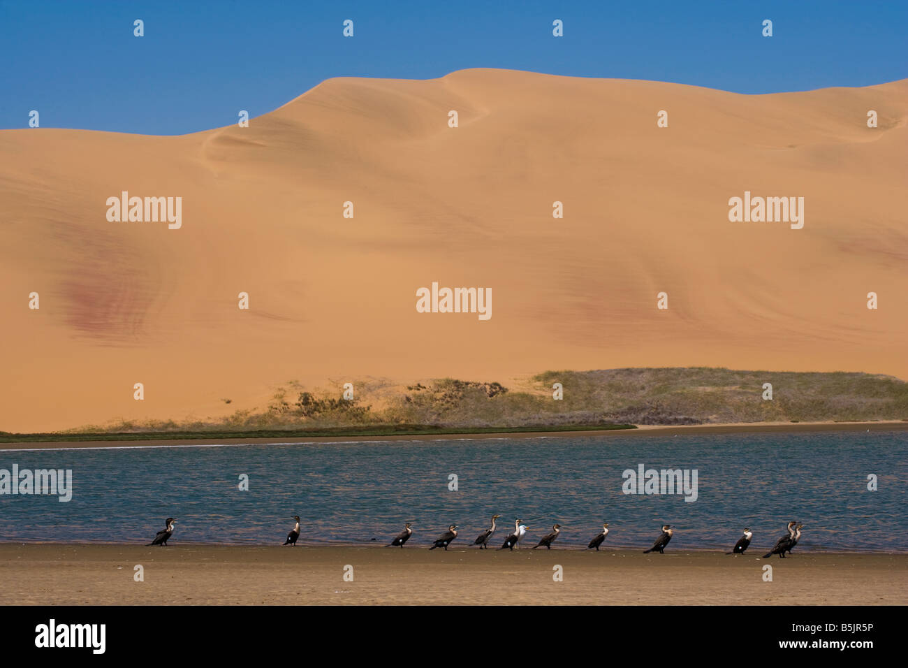 Sandwich harbour Walwis Bay Afrique d'oiseaux de la Nature Banque D'Images