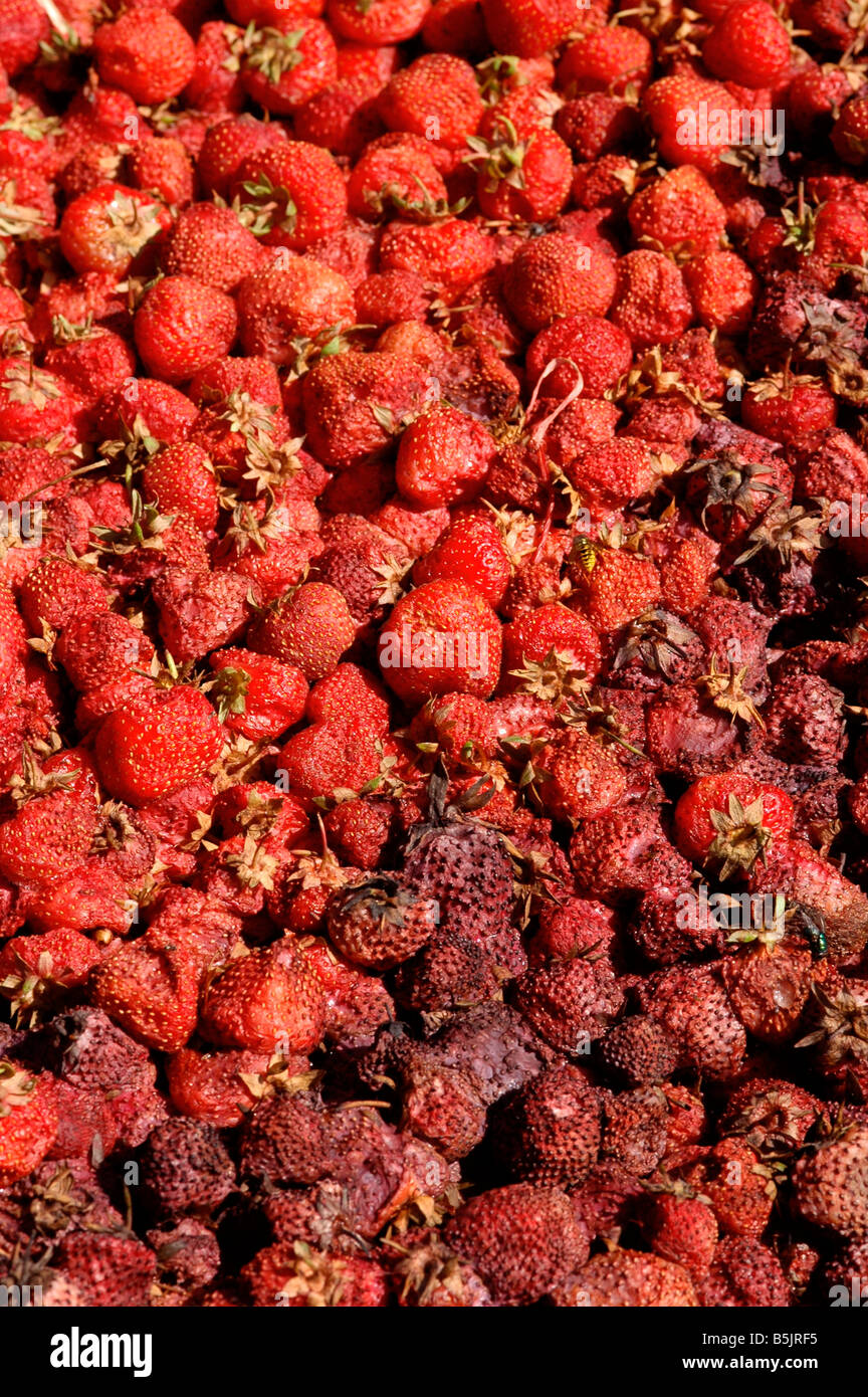 Récolte de fraises pourrir gâté. Banque D'Images