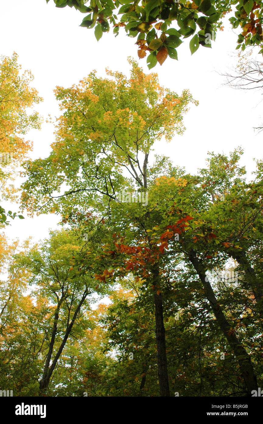 Les feuilles colorées de l'ontop un imposant arbre. Banque D'Images