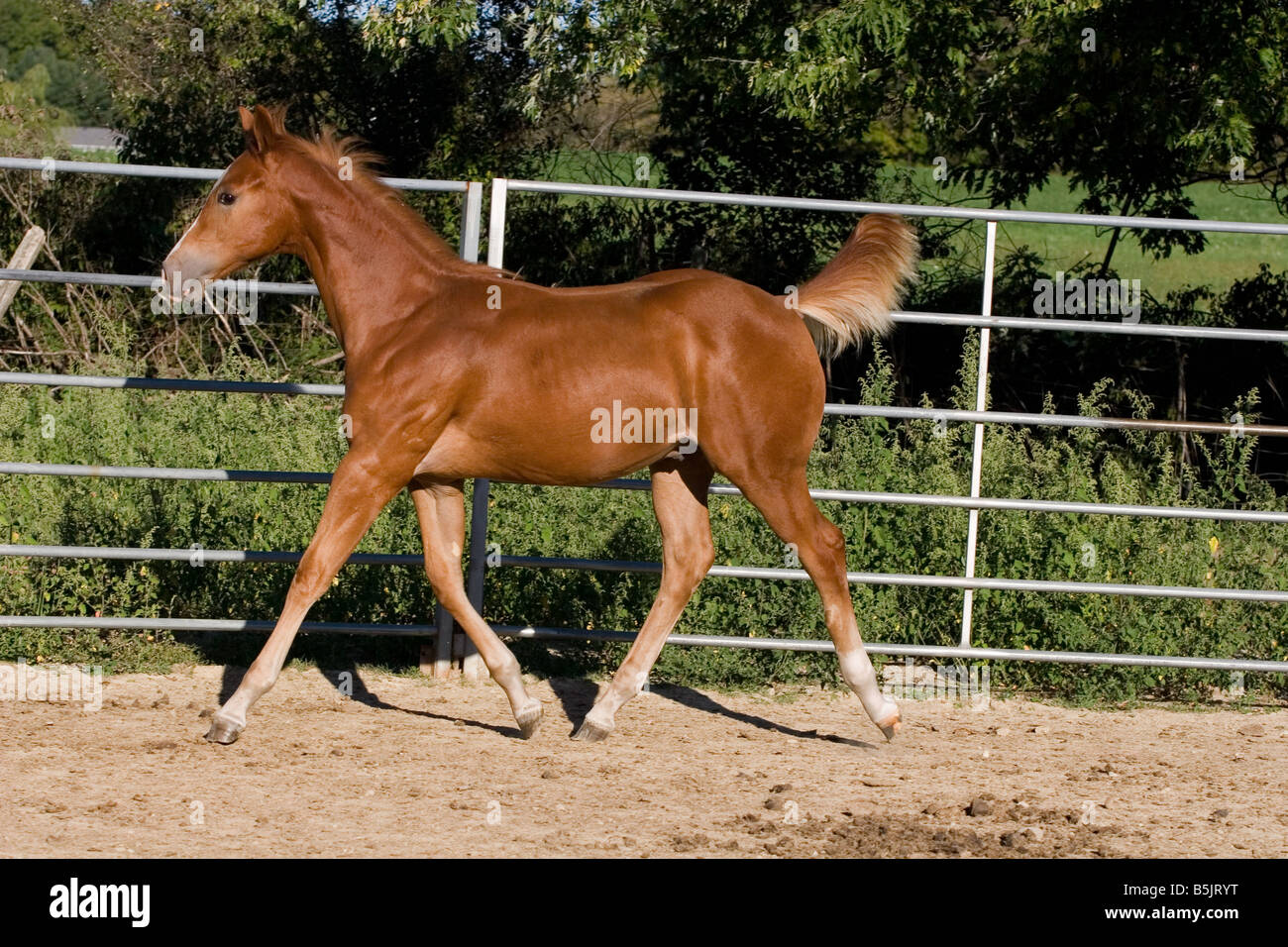 Élevage Paint horse Weanling Colt trottant dans un roundpen Banque D'Images