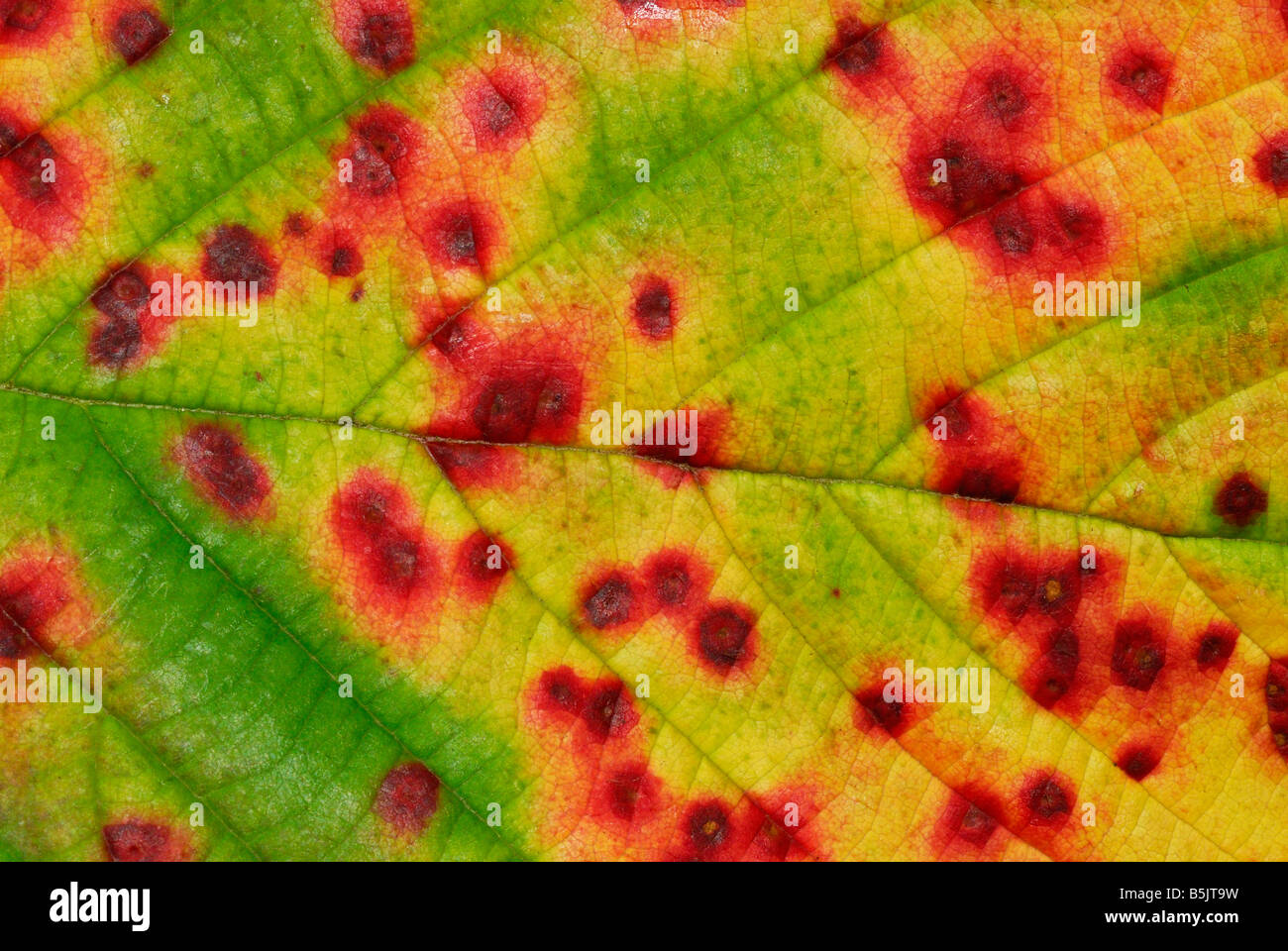 Abstraite de feuilles colorées bamble (Rubus fruticosus) en automne, Ecosse, Royaume-Uni. Banque D'Images