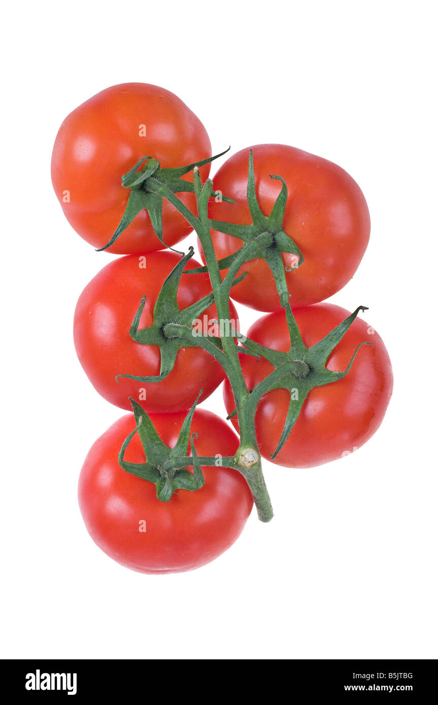 Les tomates rouges juteux sur une vigne isolated on white Banque D'Images