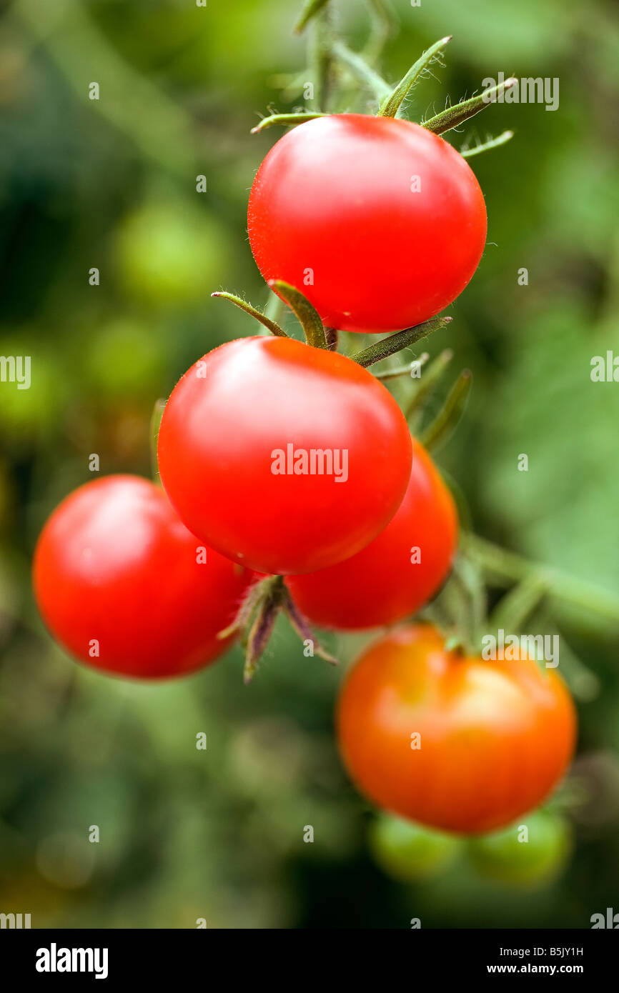 Les tomates fraîches accroché sur la vigne jardinier britannique s delight Banque D'Images
