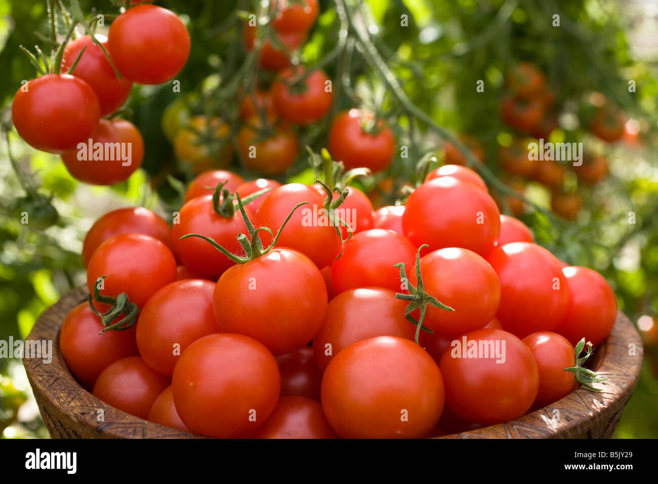Les tomates sur un plat fraîchement cueilli et sur la vigne UK Banque D'Images
