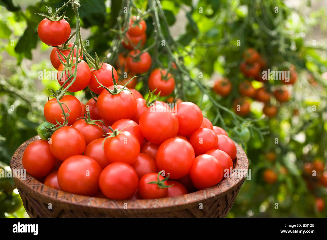 Les tomates fraîchement cueilli et sur la vigne UK Banque D'Images